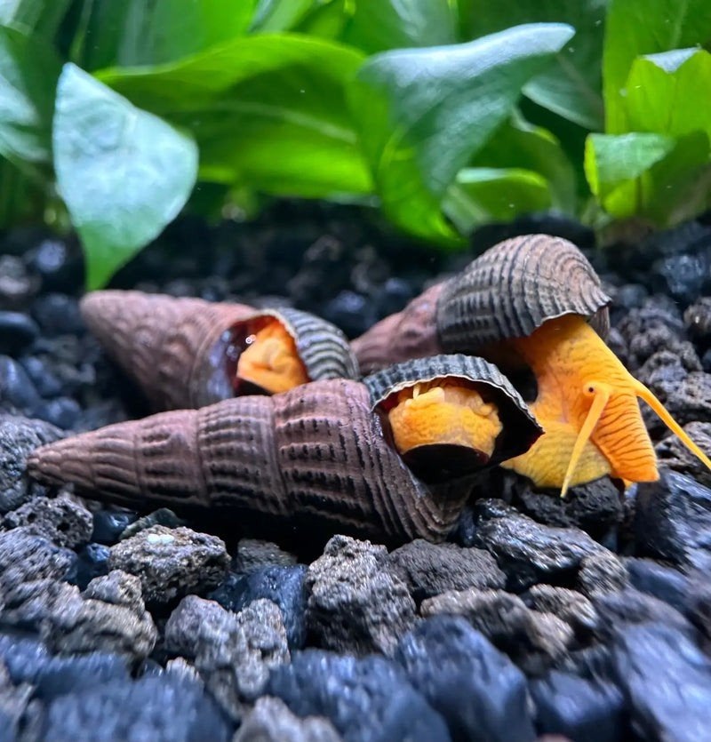 Golden rabbit snail - Tylomelania - aquariumslak - appelslak, Slak of Weekdier, Zoetwatervis