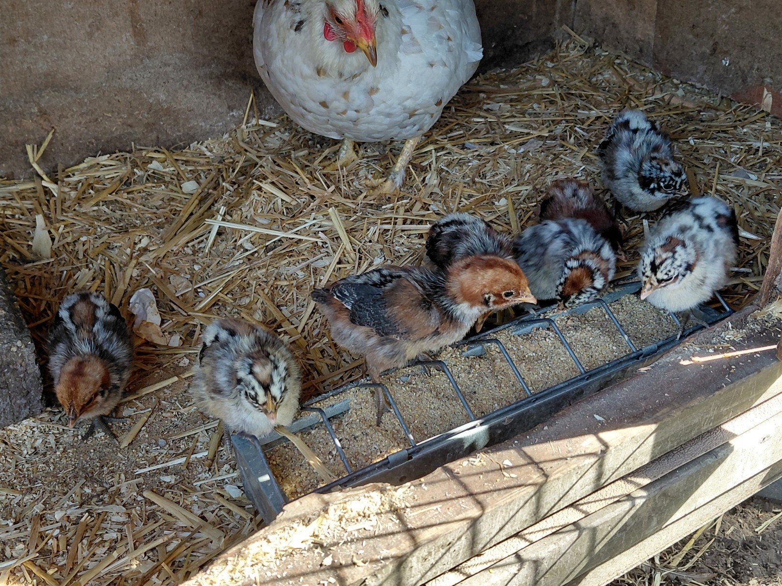 Kempisch hoen kuikens te koop, Dieren en Toebehoren, Pluimvee, Geslacht onbekend, Kip