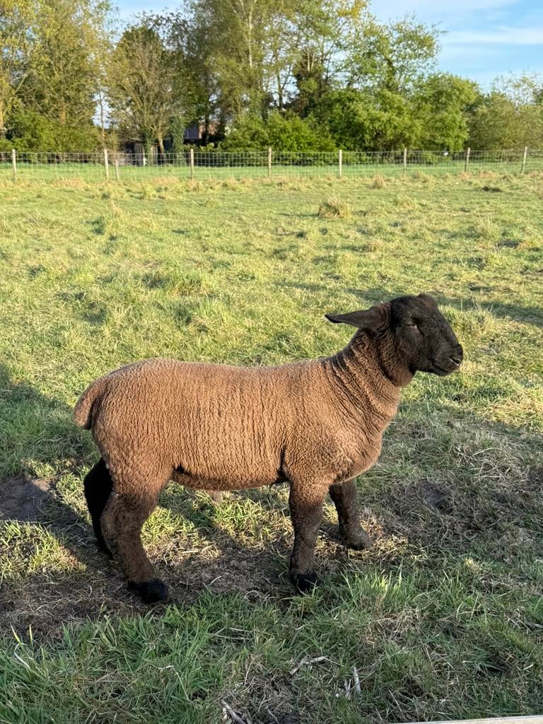 1 zuiver stamboek suffolk ramlam, Dieren en Toebehoren, Schapen, Geiten en Varkens