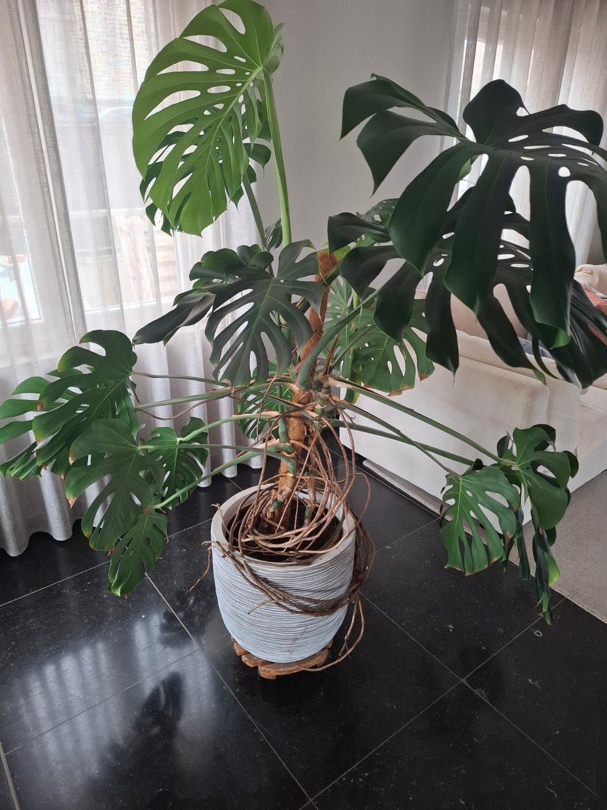 Monstera deliciosa plant met pot, Enlèvement