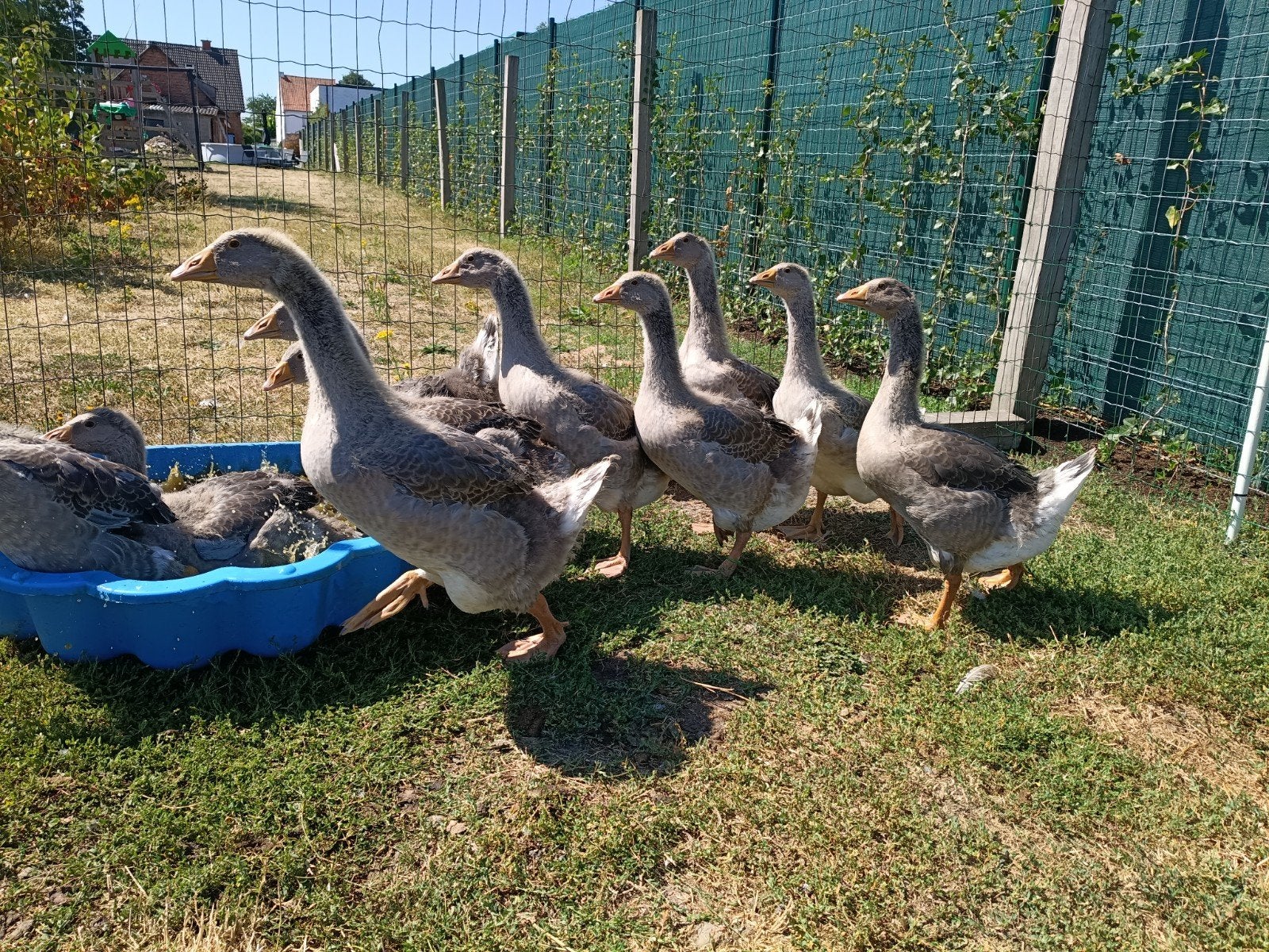 ganzen, Dieren en Toebehoren, Pluimvee, Meerdere dieren, Gans of Zwaan