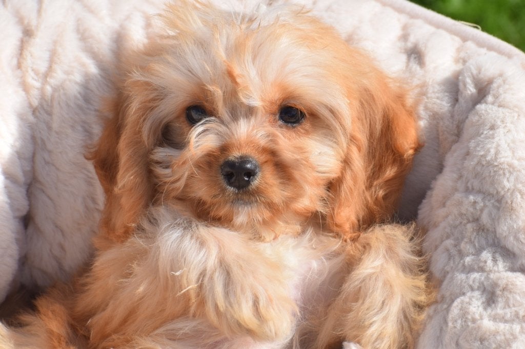 Nouveau nid pour chiots Cavapoo, 15 semaines à 1 an, Maladie de Carré (chiens), Éleveur | Professionnel, Taille moyenne
