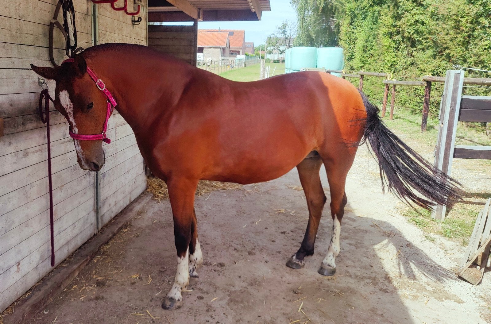 Freiberger/Franches-Montagnes merrie 4 jaar., Dieren en Toebehoren, Paarden, Merrie, Minder dan 160 cm, 3 tot 6 jaar, Recreatiepaard