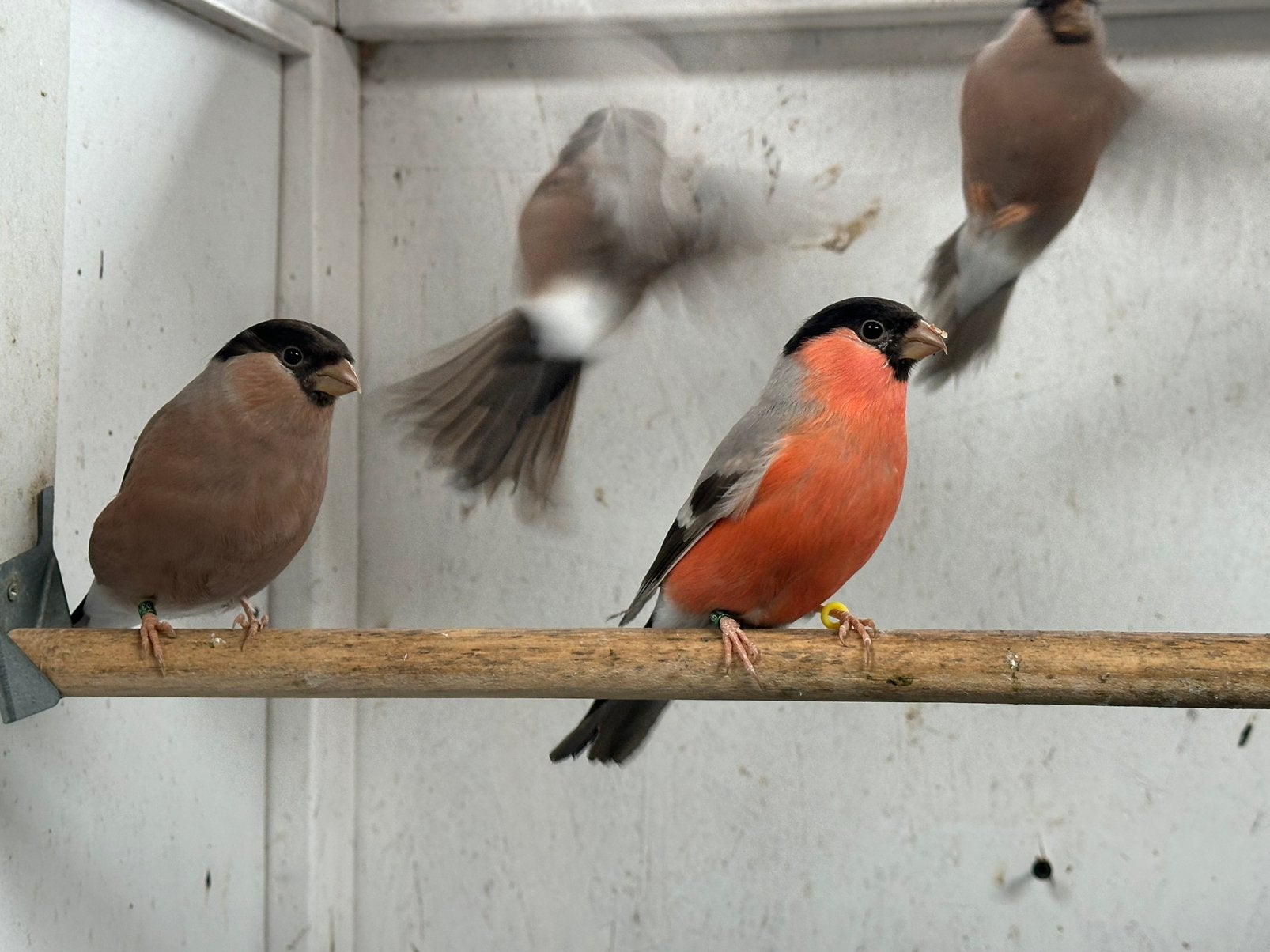 Noordse goudvinken bruin, Dieren en Toebehoren