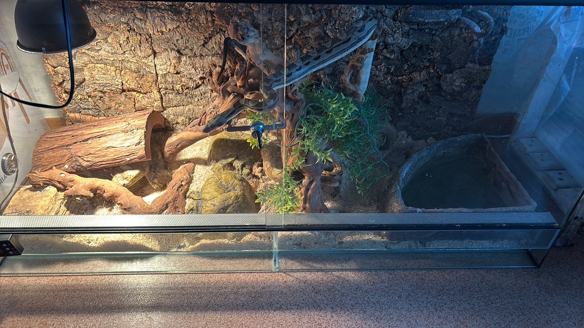 Terrarium plus compagnon, Animaux & Accessoires, Enlèvement, Comme neuf, Terrarium ou Paludarium