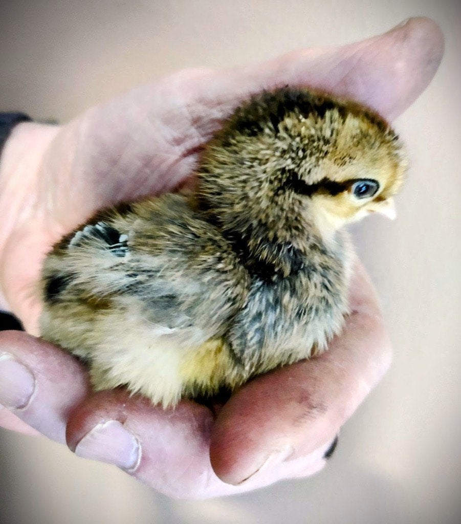 Cream Legbar kuikens | Hennen | Blauwe eieren, Dieren en Toebehoren, Pluimvee, Vrouwelijk, Kip