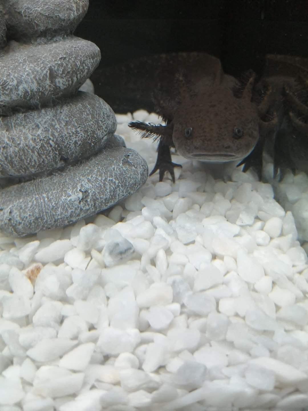 Axolotl te koop, Juli, Geslacht onbekend