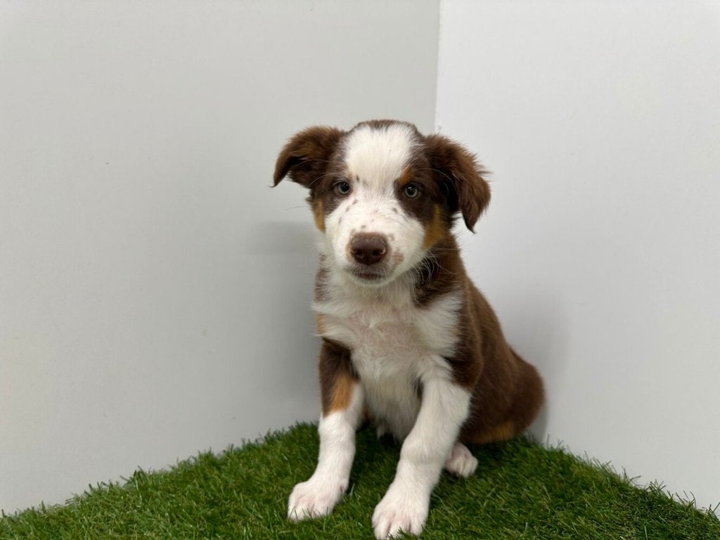 Border Collie pup, België, Reu, CDV (hondenziekte), 8 tot 15 weken