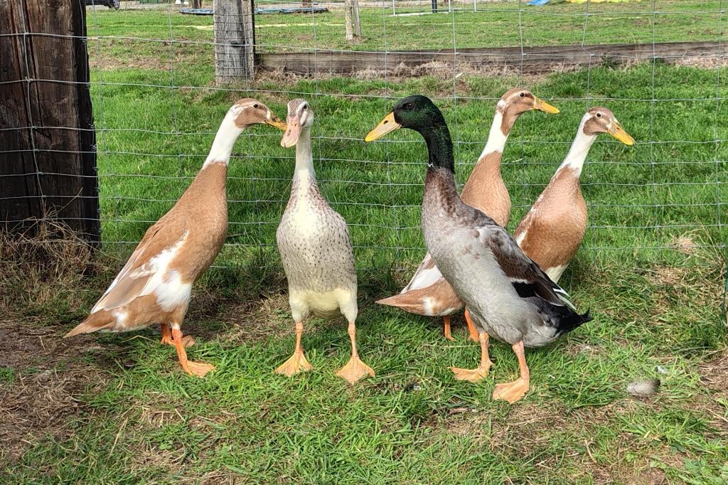 broedeieren loopeenden, Meerdere dieren, Eend