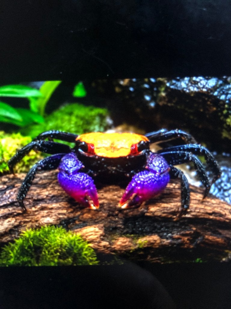Crabe vampire à pattes noires, Animaux & Accessoires, Poissons | Poissons d'aquarium, Homard, Crabe ou Crevette, Poisson d'eau douce