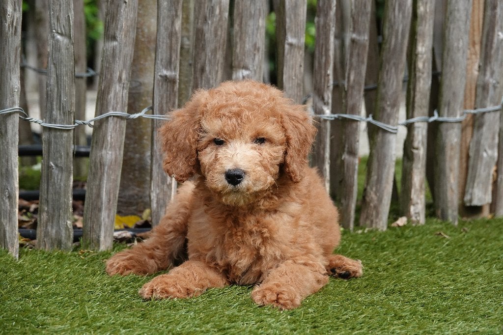 Magnifiques chiots Mini Labradoodle abricot (parents testés), Maladie de Carré (chiens), Autres races, Plusieurs, Belgique