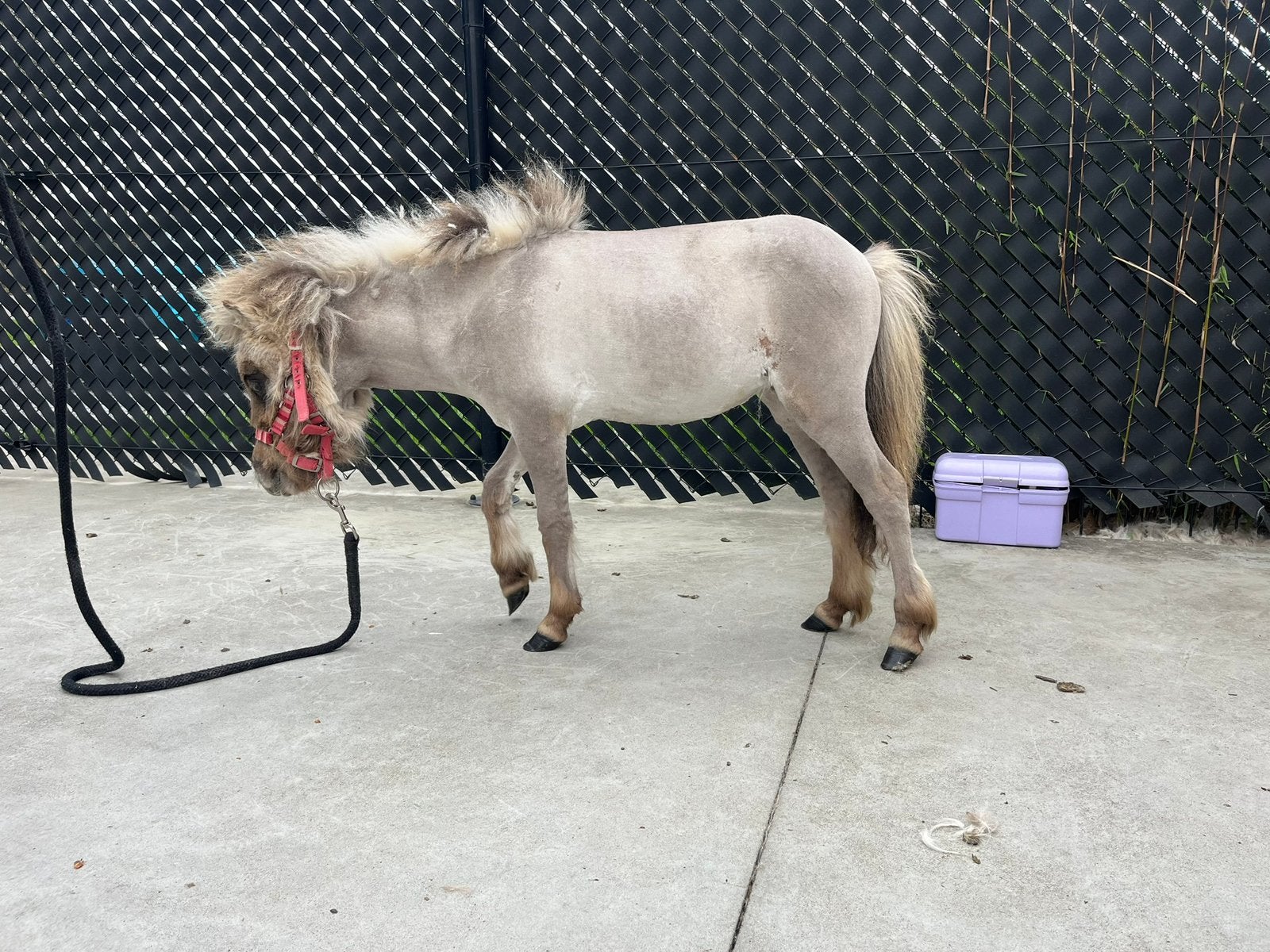 Scheren van paarden & pony’s, Ophalen