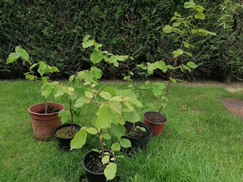 Plante de Noisetier, Jardin & Terrasse, Plantes | Arbustes & Haies, Arbuste, Autres espèces, Enlèvement