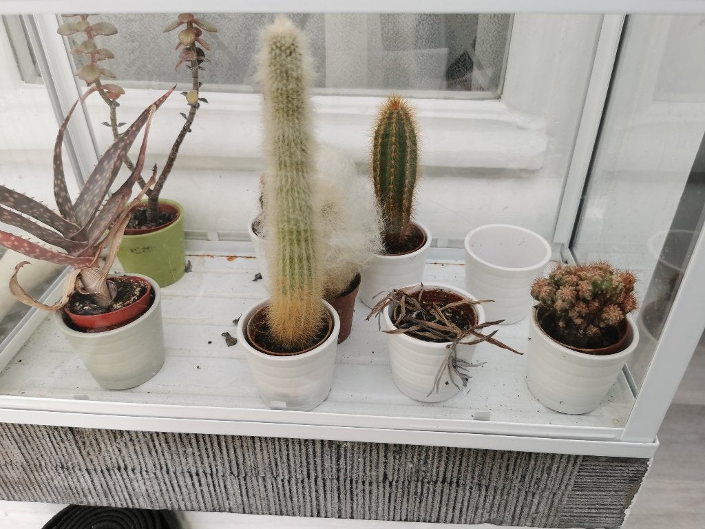 mini cactussen + mini serre, Ophalen