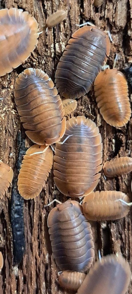 isopods teveel, Animaux & Accessoires, Insectes & Araignées
