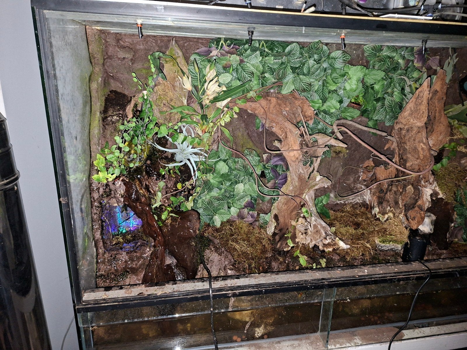 paludarium/ terrarium, Enlèvement