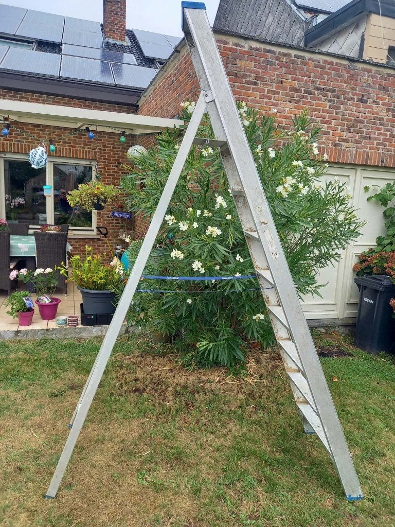 Professionele trapladder Solide type PT8, Doe-het-zelf en Bouw, Ladders en Trappen, Ophalen, Zo goed als nieuw, Ladder, Opvouwbaar of Inschuifbaar