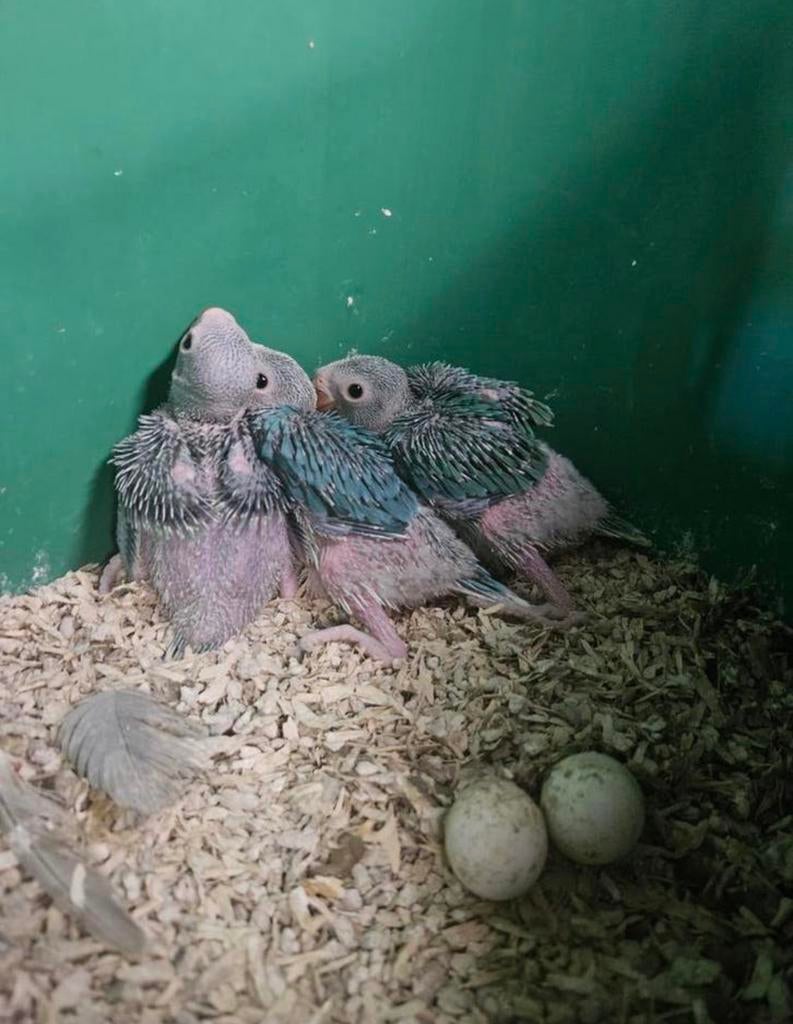 Halsbandparkieten voor handopfok, Dieren en Toebehoren, Vogels | Parkieten en Papegaaien