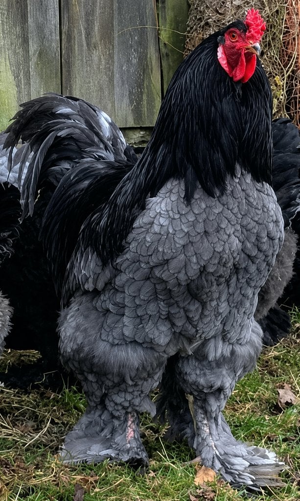 Brahma broedeieren blauw groot ras 4€/ei, Verzenden, Nieuw