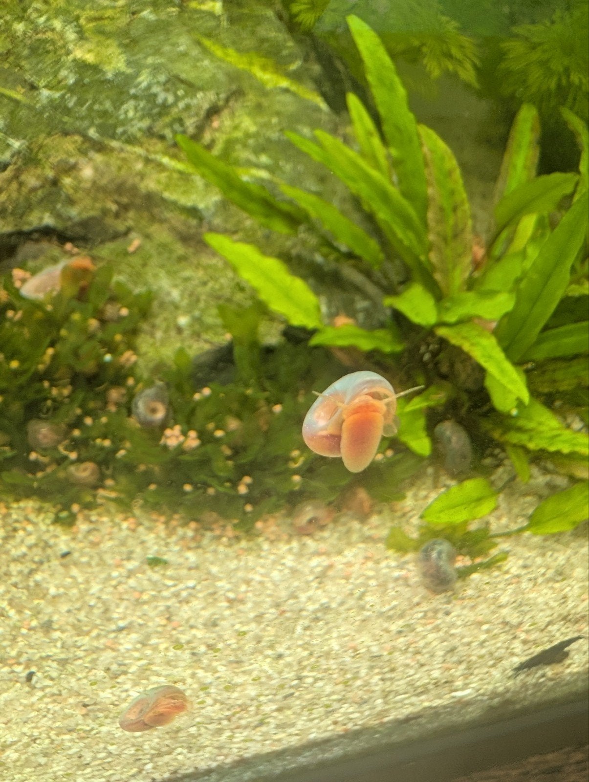 Roze & gevlekte posthoornslakken, Dieren en Toebehoren, Slak of Weekdier