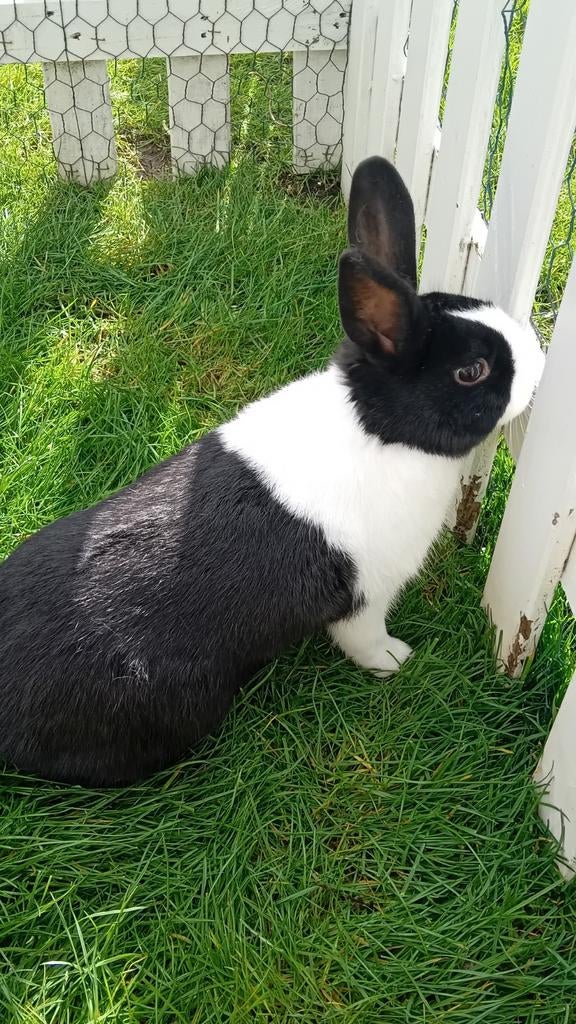 Hollander konijn klein raszuiver zwart, Mannelijk, Klein, 0 tot 2 jaar