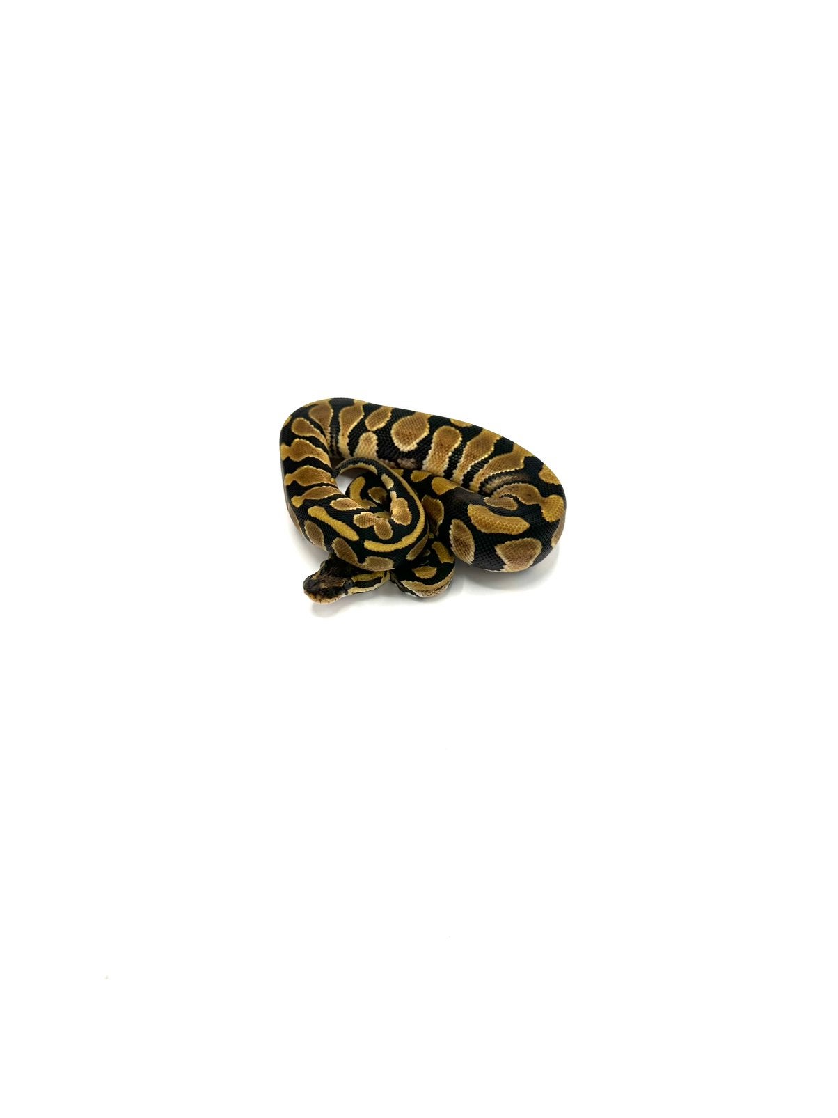 Diverse Python regius - koningspythons Ball Python photo 12