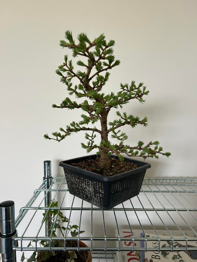Japanse lariks bonsai, Tuin en Terras, Ophalen