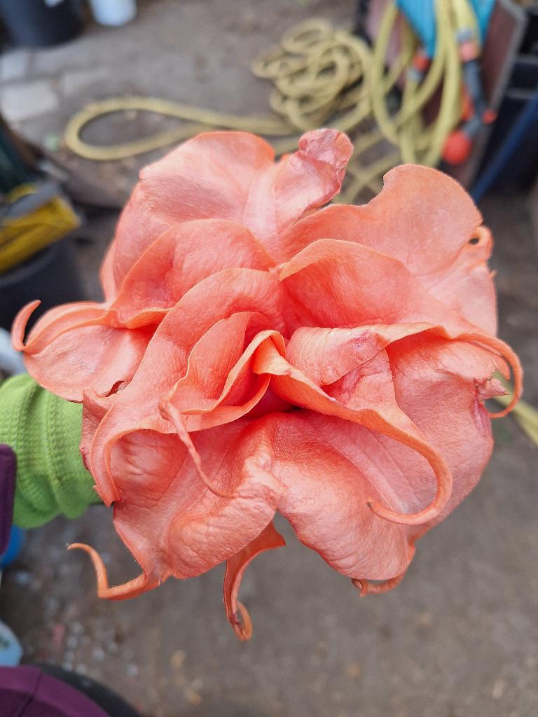 Brugmansia of trompetbloem, Tuin en Terras, Planten | Tuinplanten, Vaste plant, Overige soorten, Volle zon, Zomer, Ophalen