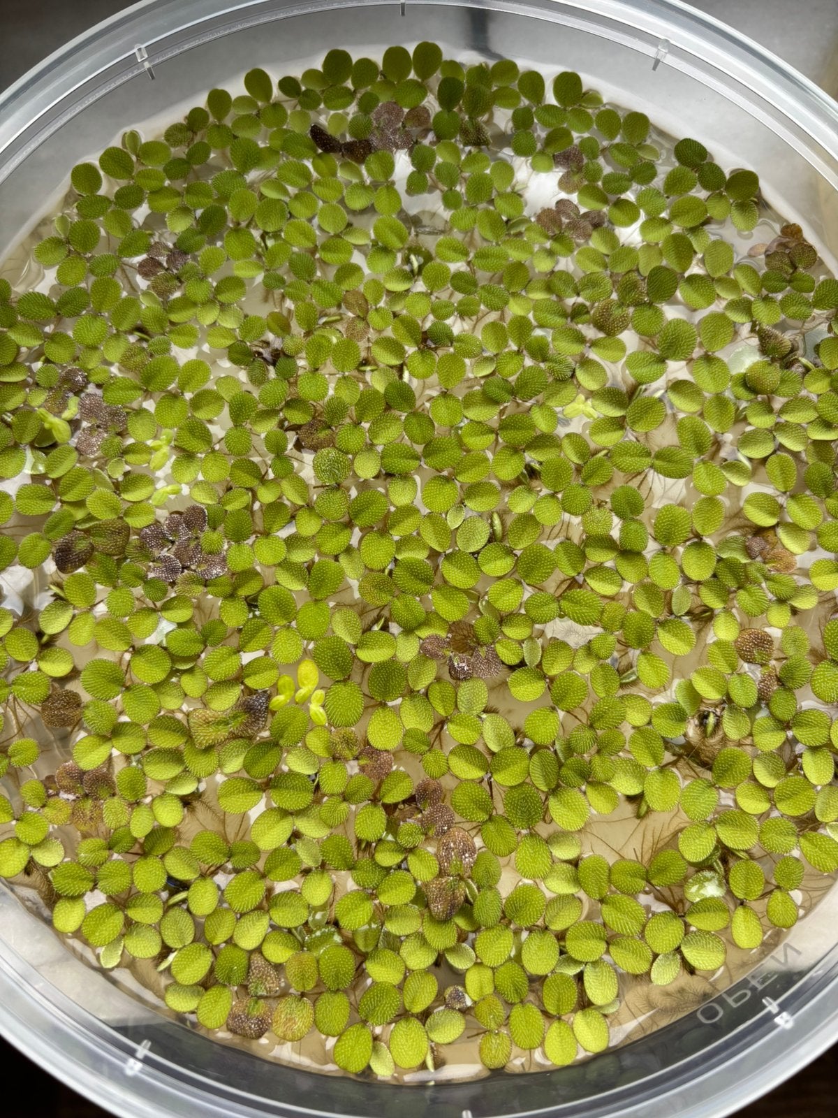 Salvinia Minima, Dieren en Toebehoren, Ophalen of Verzenden, Nieuw, Plant(en), Steen of Hout
