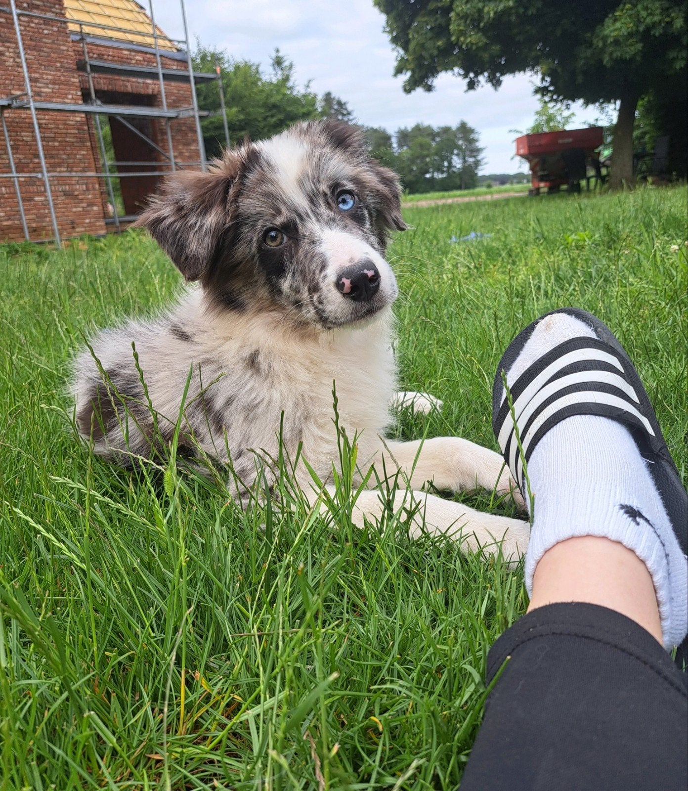 Lieve Australische herder pup reu 4 mnd op boerderij, Parvo, België, 15 weken tot 1 jaar, Reu