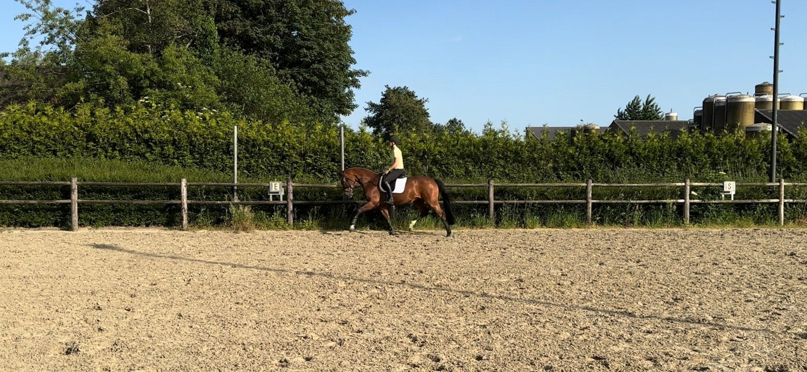 Talentvolle 5 jarige ruin, Animaux & Accessoires, Chevaux, Cheval de dressage, Hongre, 165 à 170 cm, Avec pedigree