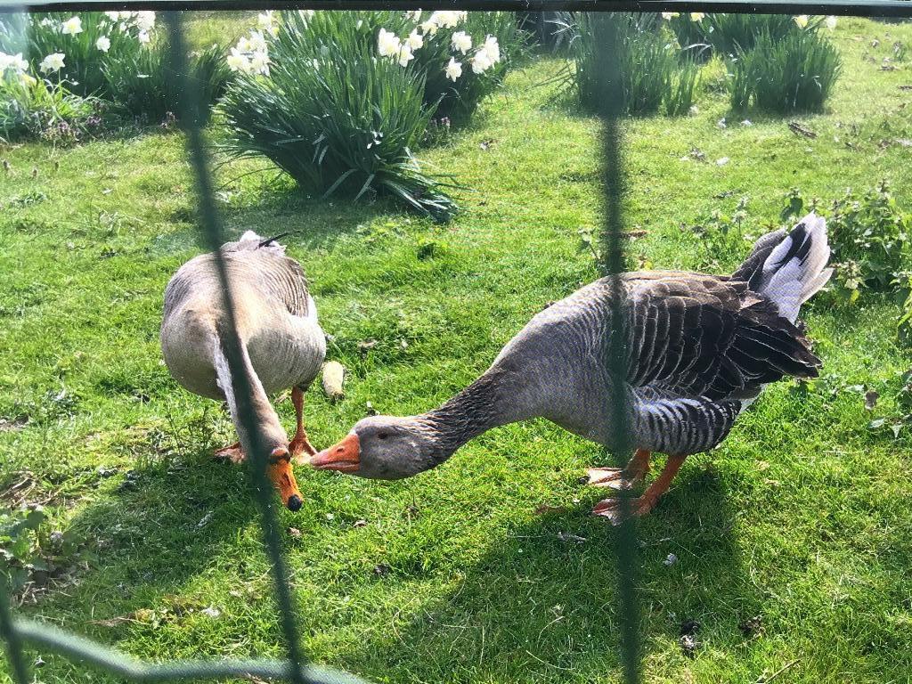Ganzen, Geslacht onbekend, Gans of Zwaan