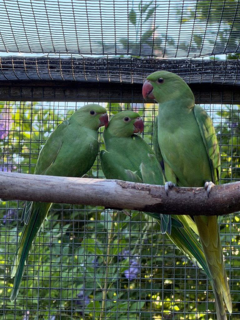 Halsband jongen van 2026, Sexe inconnu, Perruche, Bagué