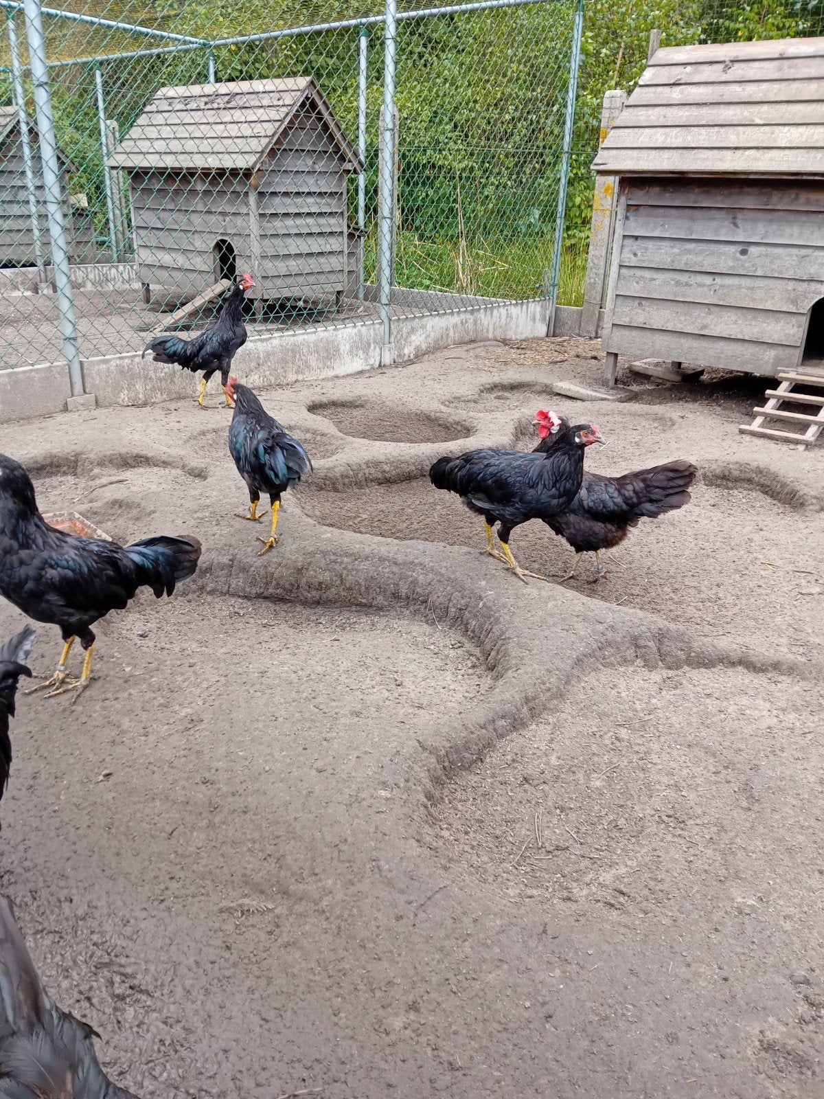 Tekoop haanen, Dieren en Toebehoren, Mannelijk