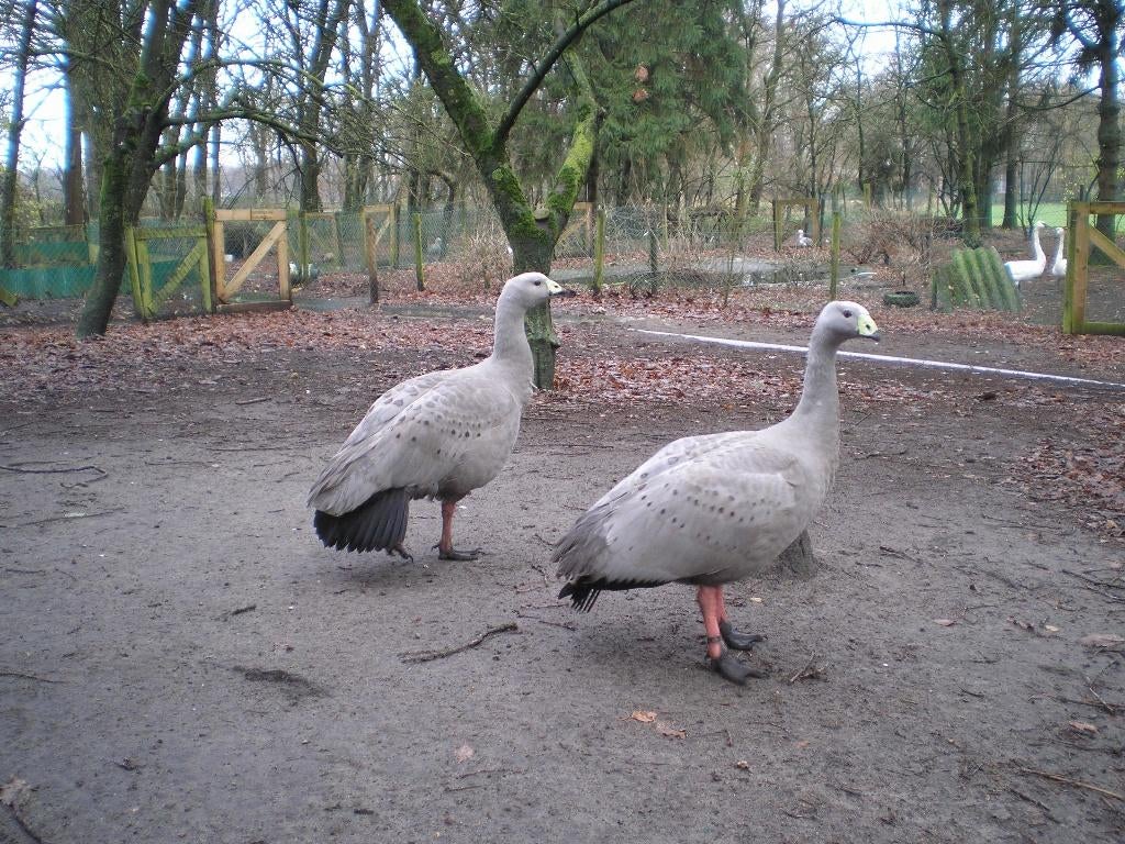 cereopsis gans kuikens, Dieren en Toebehoren, Pluimvee, Gans of Zwaan, Geslacht onbekend