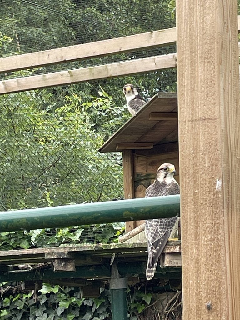 lannervalk kweekkoppel, Meerdere dieren, Roofvogel, Geringd