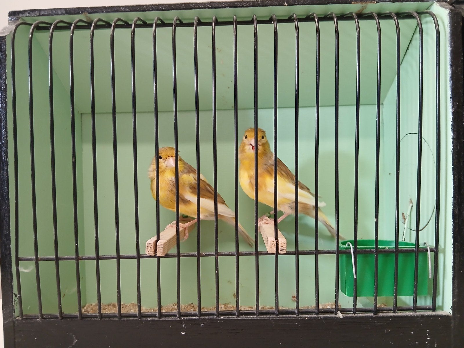 jonge kanaries, Plusieurs animaux, Canari de couleur