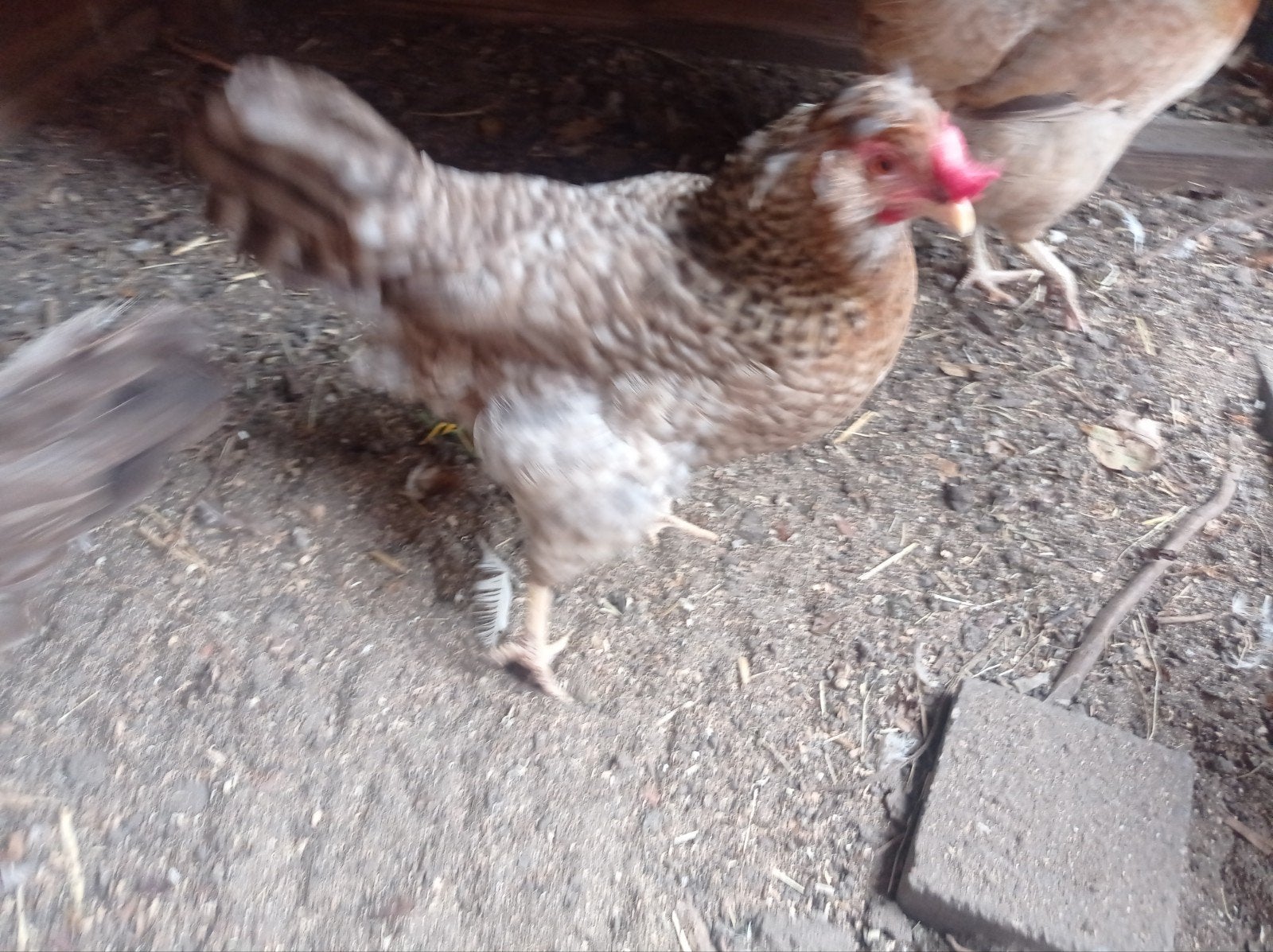 2 kleur leggers en 3 bruine legkippen