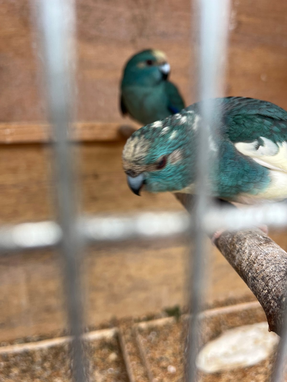 Kakariki eind december 8 maanden 2025 mooie koppel, Dieren en Toebehoren