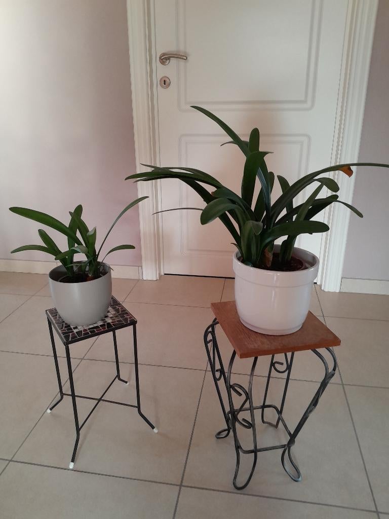 Clivia, Bloeiende kamerplant, Ophalen, Overige soorten, Halfschaduw