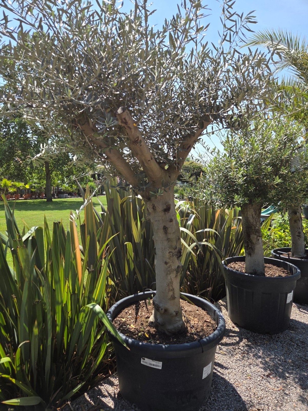 Olijfboom Olea Europaea mooi vertakt, Tuin en Terras, Planten | Bomen, Ophalen, Olijfboom