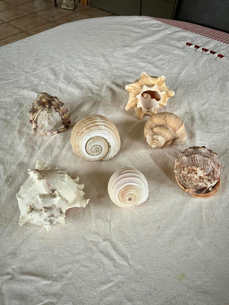 Seashell collectie, Ophalen of Verzenden, Schelp(en)