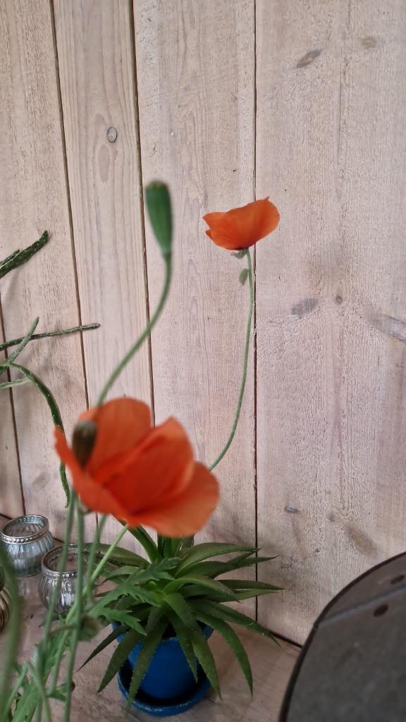 Klaproos plant en koningskaars, Ophalen