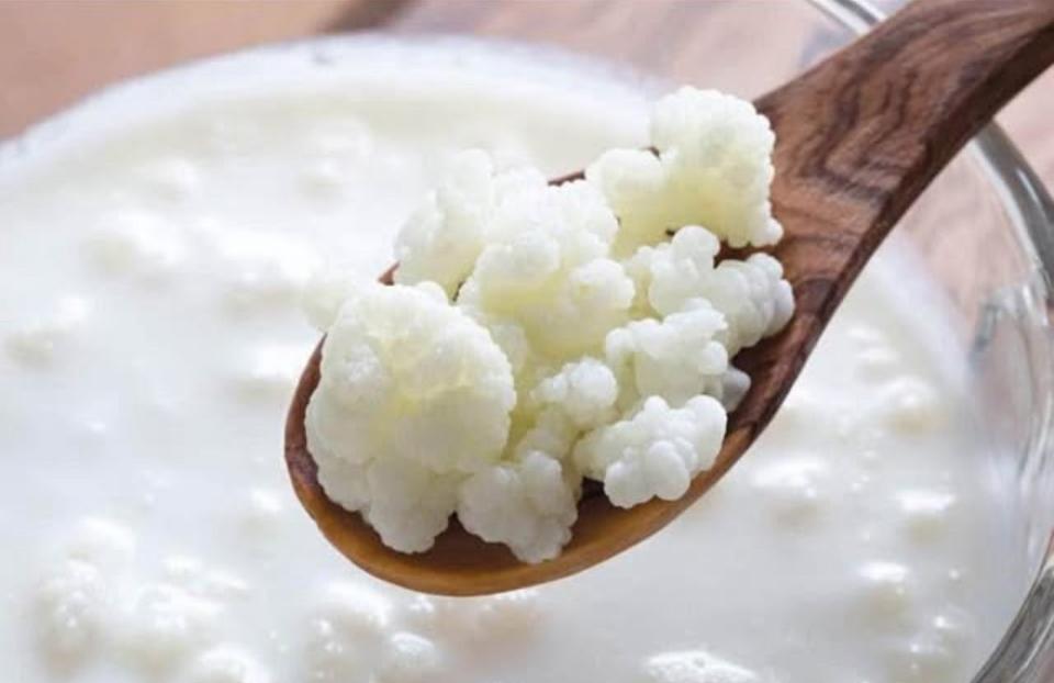 Grains de kéfir de lait. Probiotiques naturels, Enlèvement ou Envoi