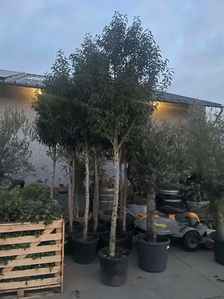 ‼️prunus lucitanica angustifolia op stam ‼️, Tuin en Terras, Ophalen
