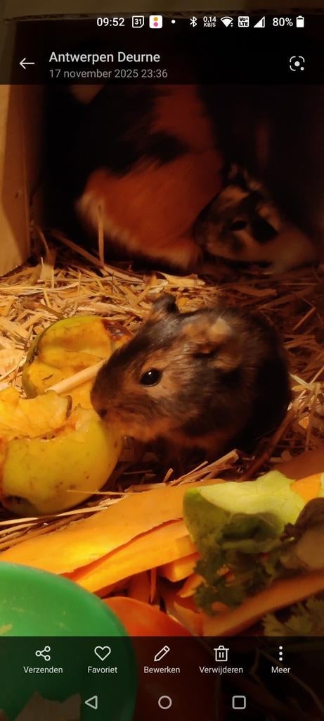 Mooie jonge cavia's, Dieren en Toebehoren, November