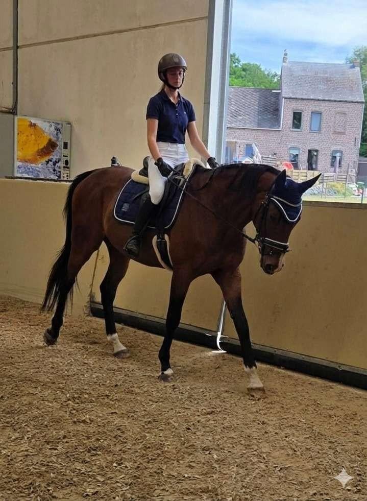 Bonjour, je recherche un cheval en leasing, Animaux & Accessoires, Chevaux