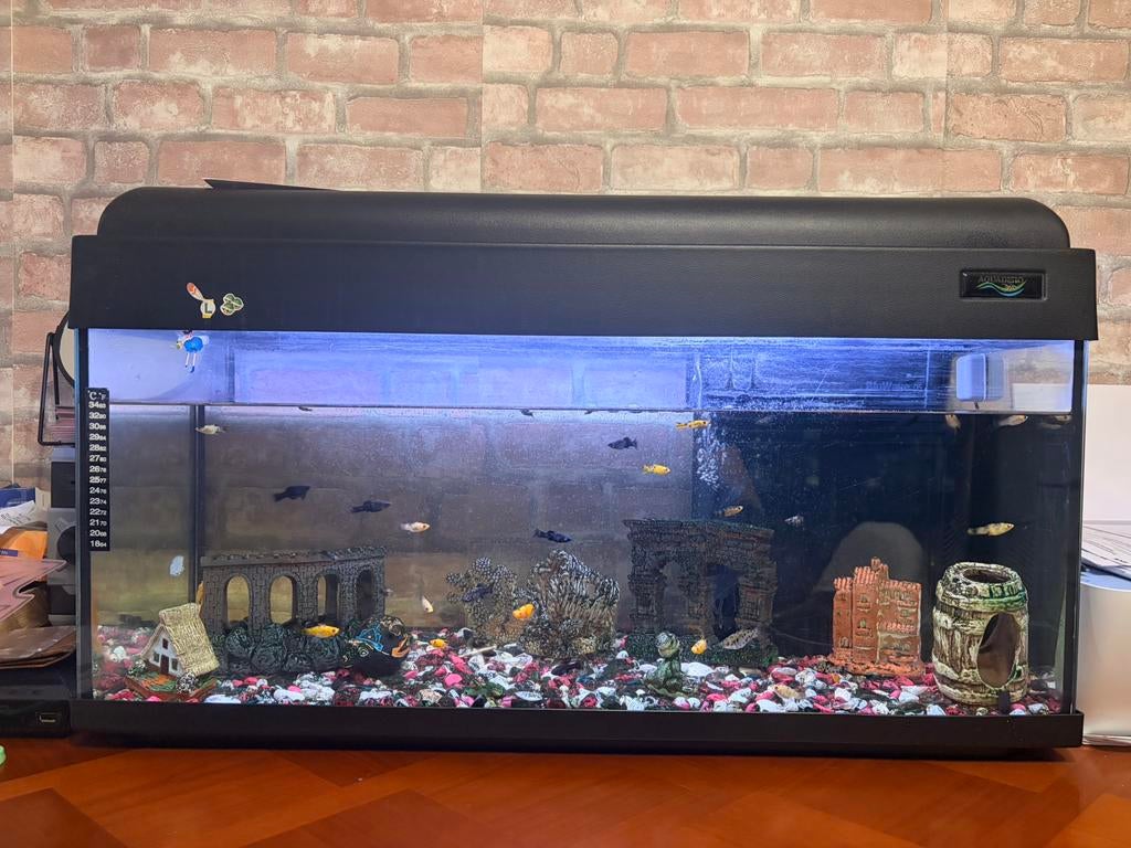 Ik verkoop een aquarium met alles wat erin, Enlèvement, Comme neuf
