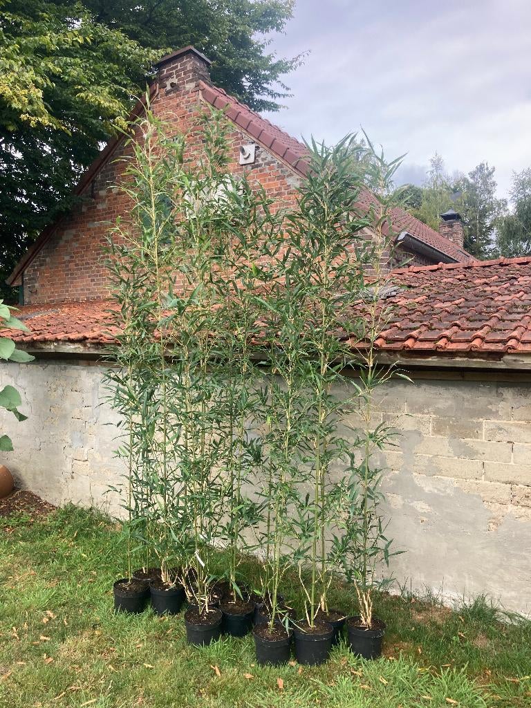Bamboe Semiarundinaria fastuosa Viridis, Jardin & Terrasse, Plantes | Arbustes & Haies, Envoi, Bambou, Arbuste
