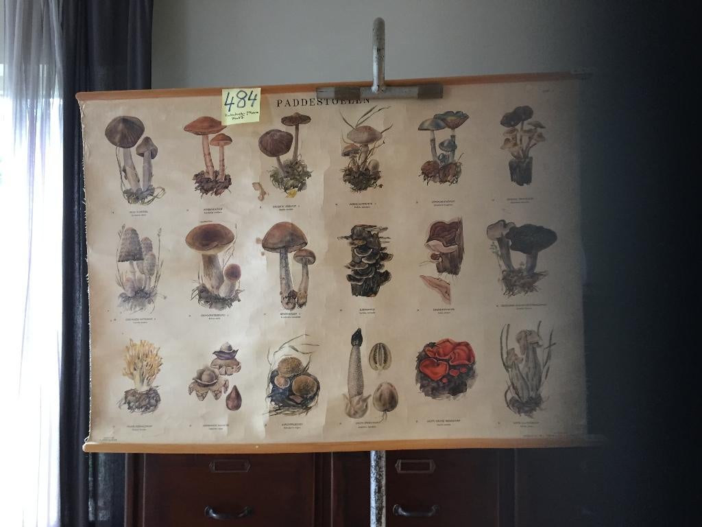Retro schoolkaart Nr. 484 : Paddenstoelen II, Ophalen of Verzenden, Gebruikt
